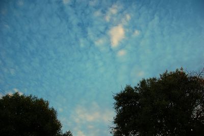 Low angle view of trees against blue sky