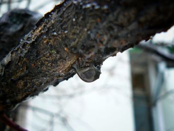 Close-up of rusty chain