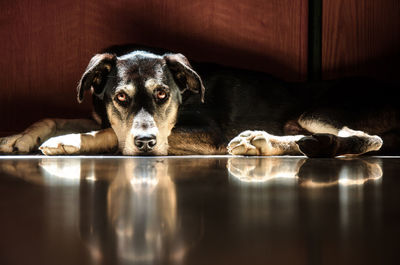 Portrait of dog lying on floor at home