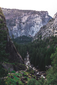 Trees amidst rocky mountains