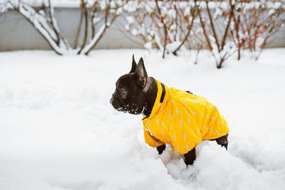 High angle view of dog on snow field