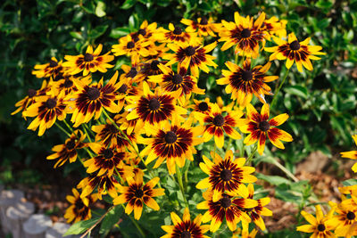 Close-up of fresh yellow flowers blooming outdoors
