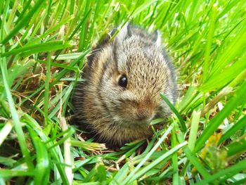 Close-up portrait of squirrel on grass