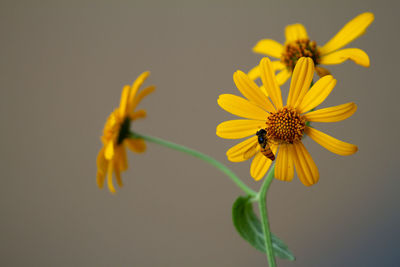 Close up of bee on a yellow flower