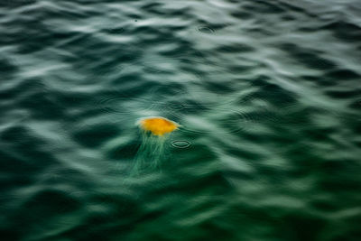 High angle view of fish swimming in sea