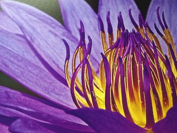 Close-up of purple flowers