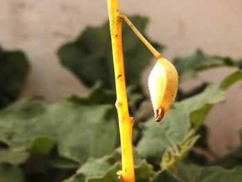 Close-up of yellow flower