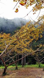 Close-up of yellow flowers against sky