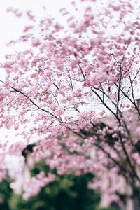 Low angle view of pink flowering tree