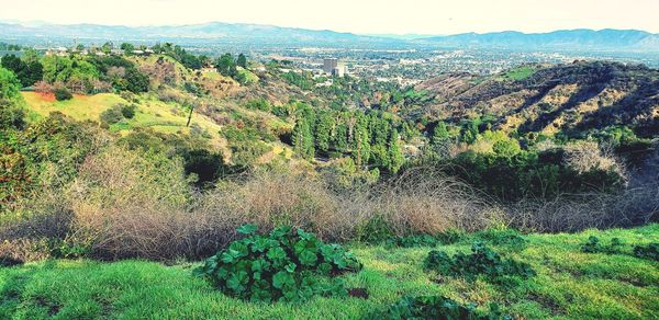 Plants growing on land