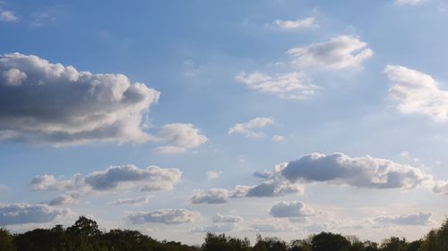 Low angle view of trees against sky