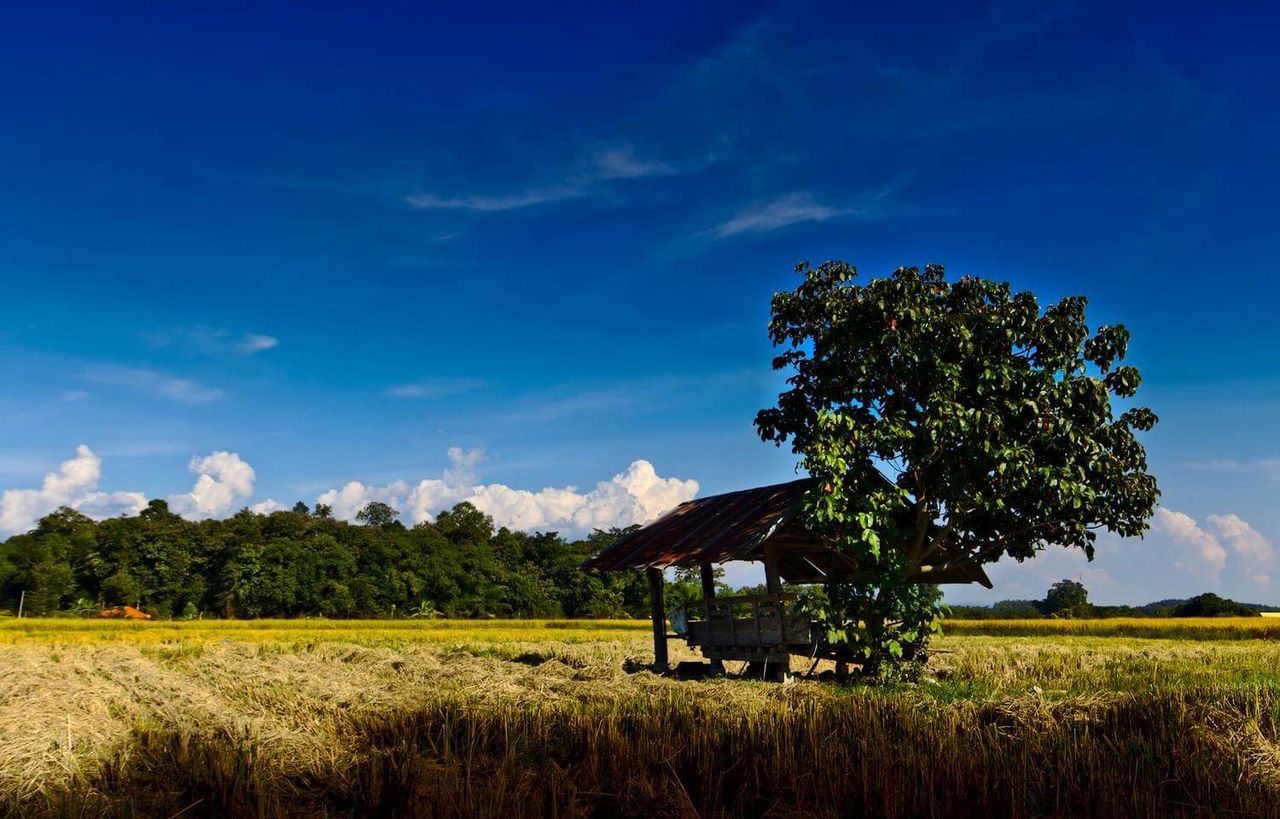 SCENIC VIEW OF FARM AGAINST SKY