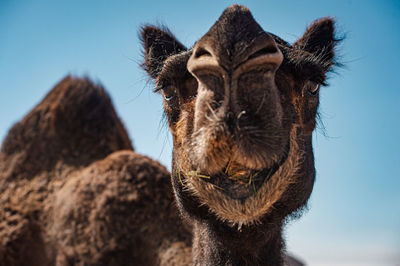 Close-up portrait of a horse against the sky