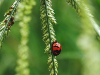 Close-up of ladybug on leaf