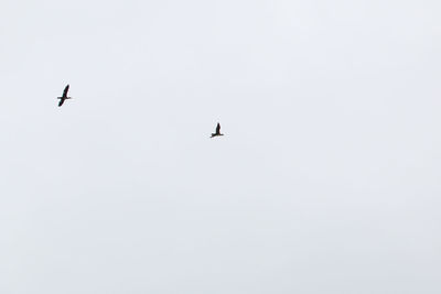 Low angle view of eagle flying against clear sky
