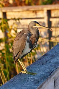 Close-up of bird perching on wood