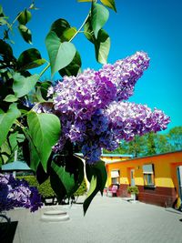 Close-up of purple flowering plants