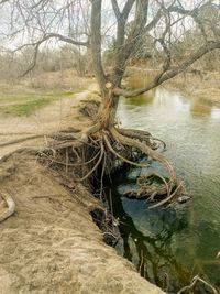 Bare tree by lake in forest