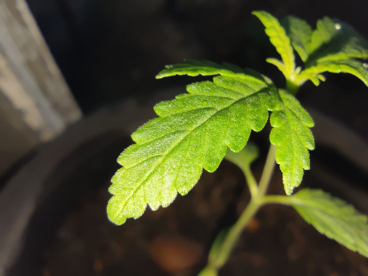 HIGH ANGLE VIEW OF LEAVES