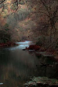 Reflection of trees in water