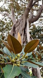 Low angle view of tree