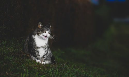 Cat looking away on field