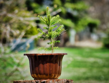 Close-up of potted plant on table