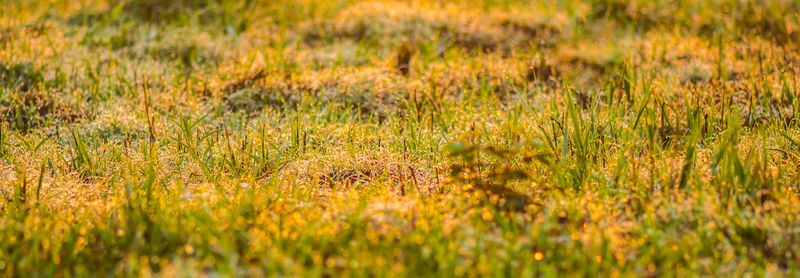 Full frame shot of grass growing on field