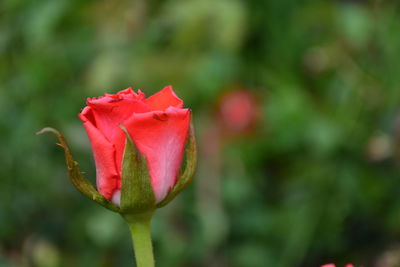 Close-up of pink rose