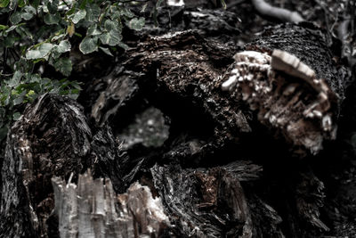 Close-up of tree trunk