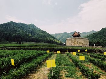 Man standing on field against sky