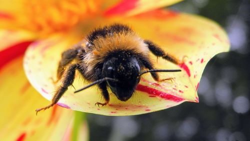 Close-up of bee pollinating on flower