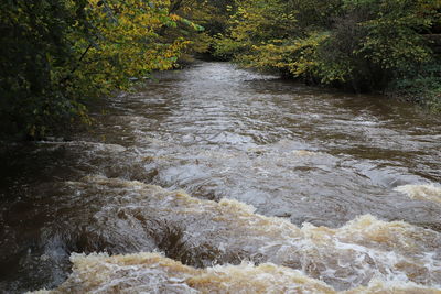 River flowing amidst trees in forest