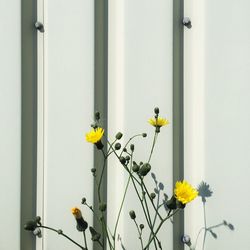 Close-up of yellow flower