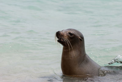 Close-up of sea lion in water