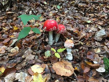 Close-up of fly agaric mushroom on field
