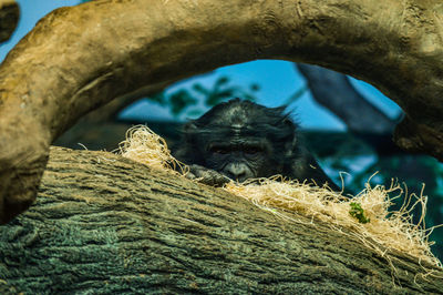 Close-up of a monkey