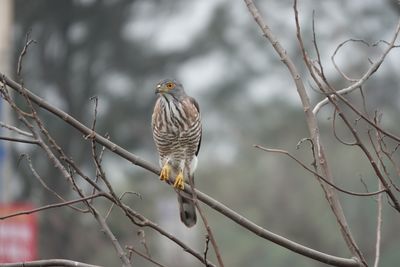 bird