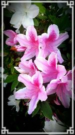 Close-up of pink flowers