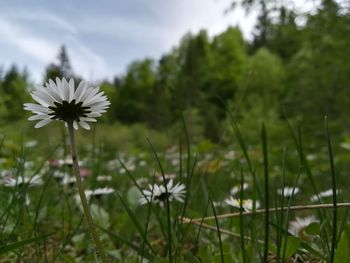 Close-up of white flowering plant on field