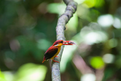 Close-up of a bird perching on branch