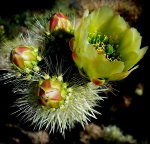 Close-up of cactus growing outdoors