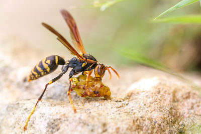Close-up of wasp on rock