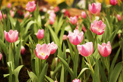 Close-up of pink tulips on field