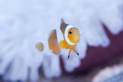 Close-up of anemonefish swimming in sea