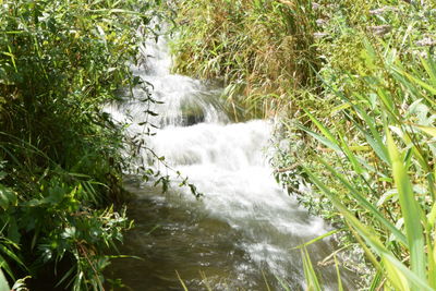 Scenic view of waterfall in forest