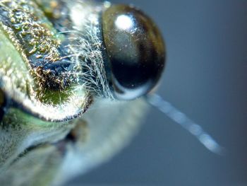 Close-up of insect