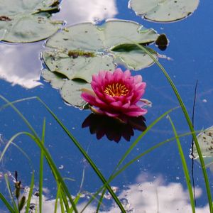 Pink lotus water lily in lake