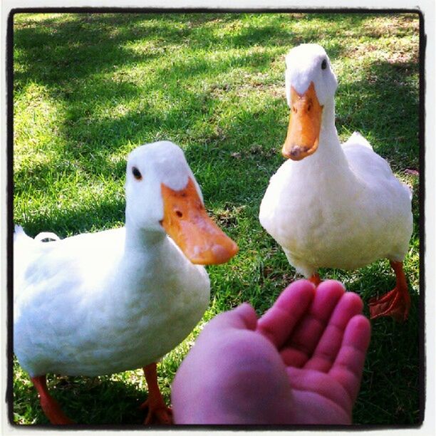 Feedingducks