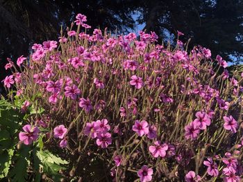 High angle view of pink flowering plants